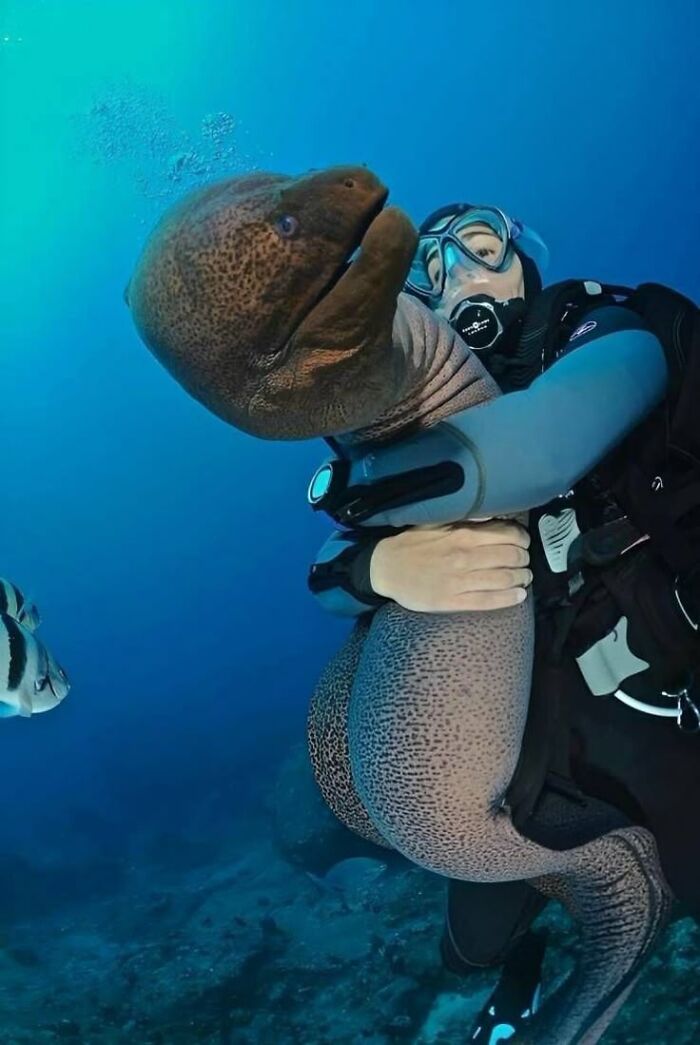 Diver underwater hugging a large moray eel with blue ocean background, a heartwarming animal pic moment.