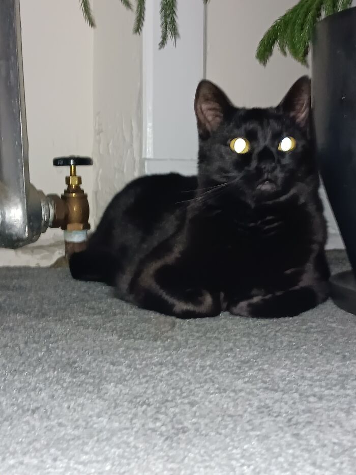 The Meowship Has Come For Ms. Kittin 🐾