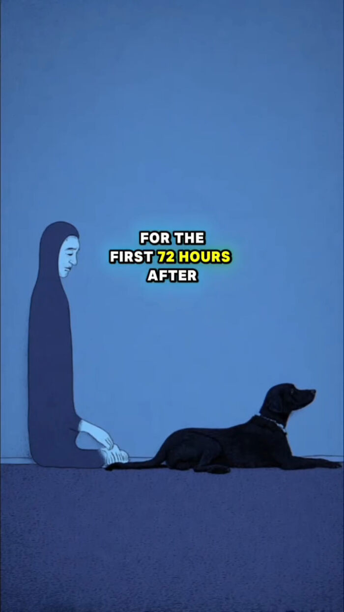 Illustration showing a person and a dog on the floor, depicting what dogs go through in the 72 hours after loss.