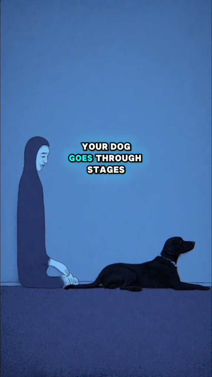 Illustration showing a person sitting near a lying black dog with text about what dogs go through stages.
