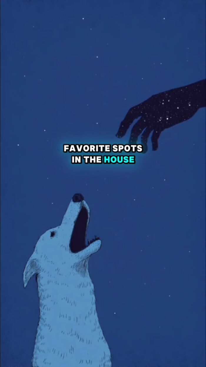Illustration of a dog reaching toward a hand in a starry night sky, depicting dogs' emotions after their human passes.