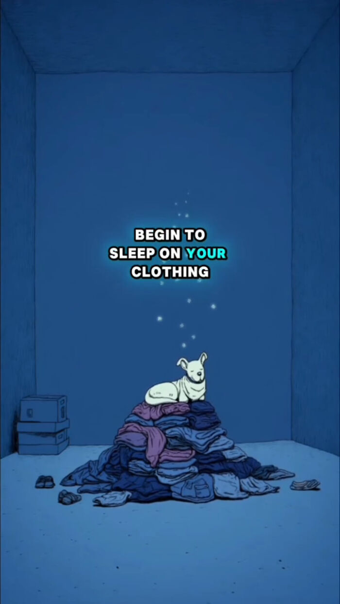 Small dog sitting on a pile of clothing in a blue room depicting what dogs go through after their human passes away.