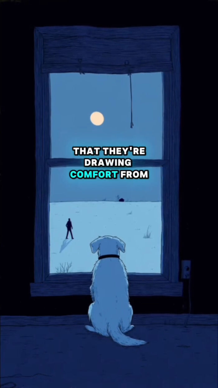 Animated dog sitting indoors looking out a window at a person walking outside during nighttime, illustrating dogs' emotions.