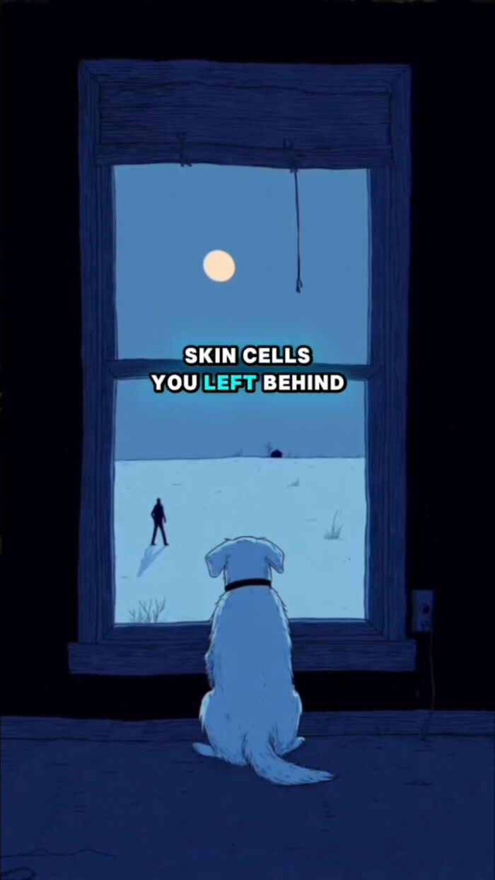 Dog sitting by a window at night, looking outside while text shows skin cells left behind after their human passes.
