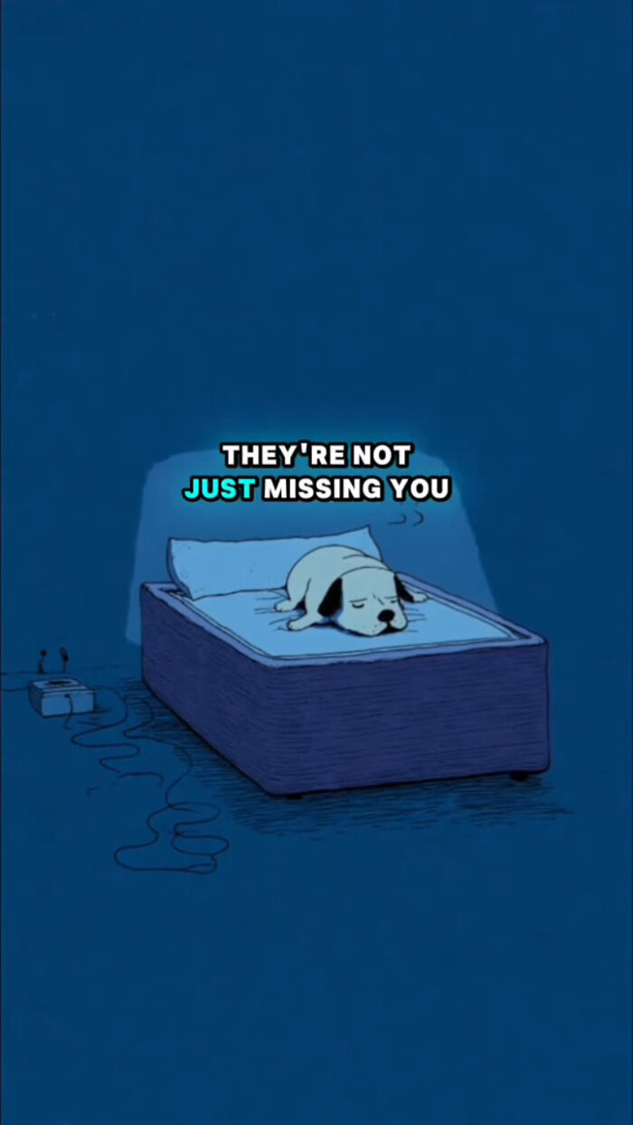 Sad dog lying on a bed at night illustrating what dogs go through in the 72 hours after their human passes.
