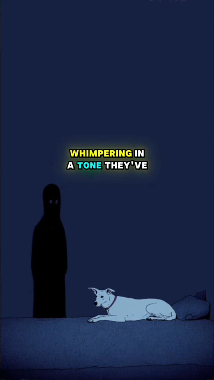Animated image of a white dog lying down at night near a dark figure, depicting what dogs go through after their human passes.