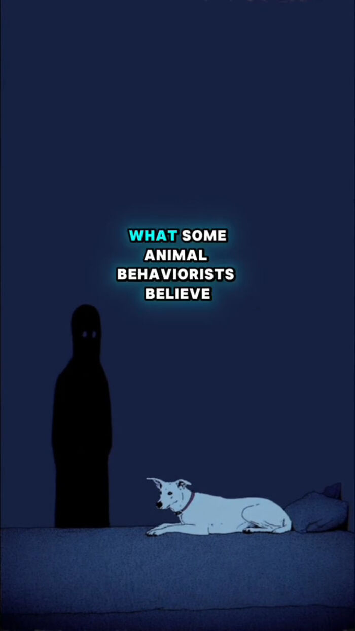 Dark scene with a dog lying on a bed and a shadowy figure, depicting dogs’ behavior after their human passes.