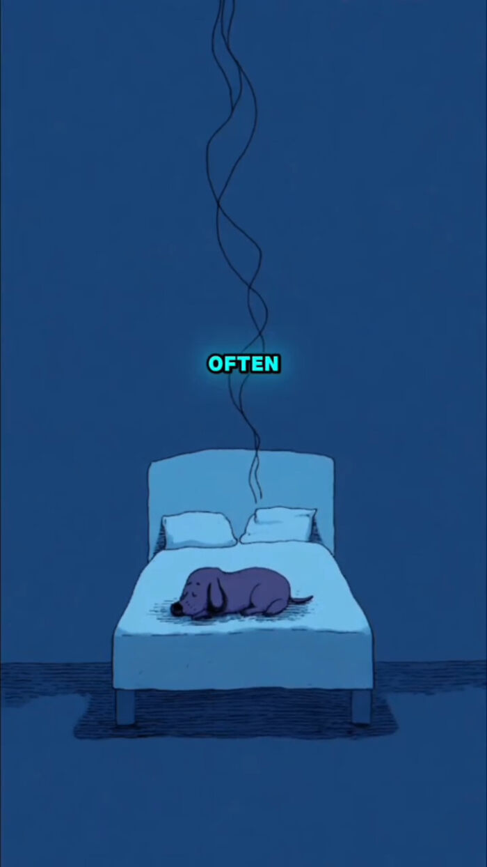 Illustration of a dog lying alone on a bed at night, symbolizing what dogs go through after their human passes.