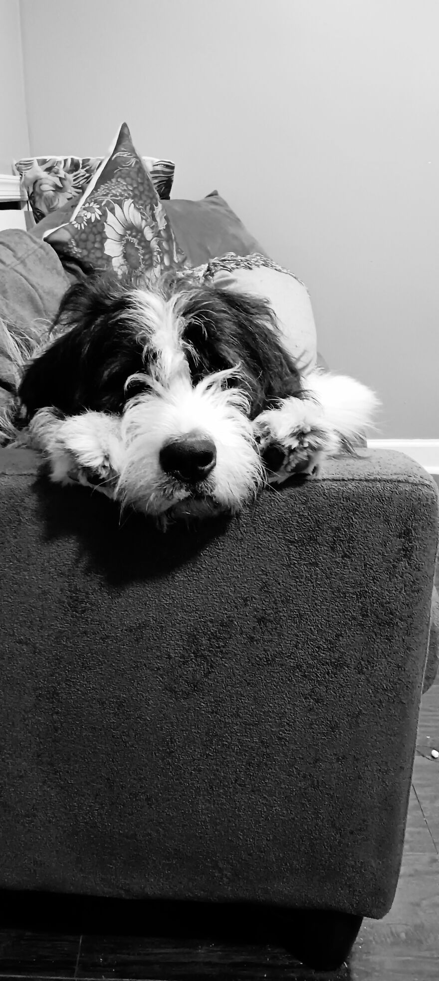 A Dog Moms Wellness Era