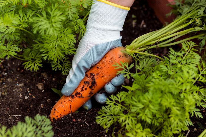 Hand wearing a gardening glove harvesting a carrot from soil among green leaves, highlighting products requiring extra caution.