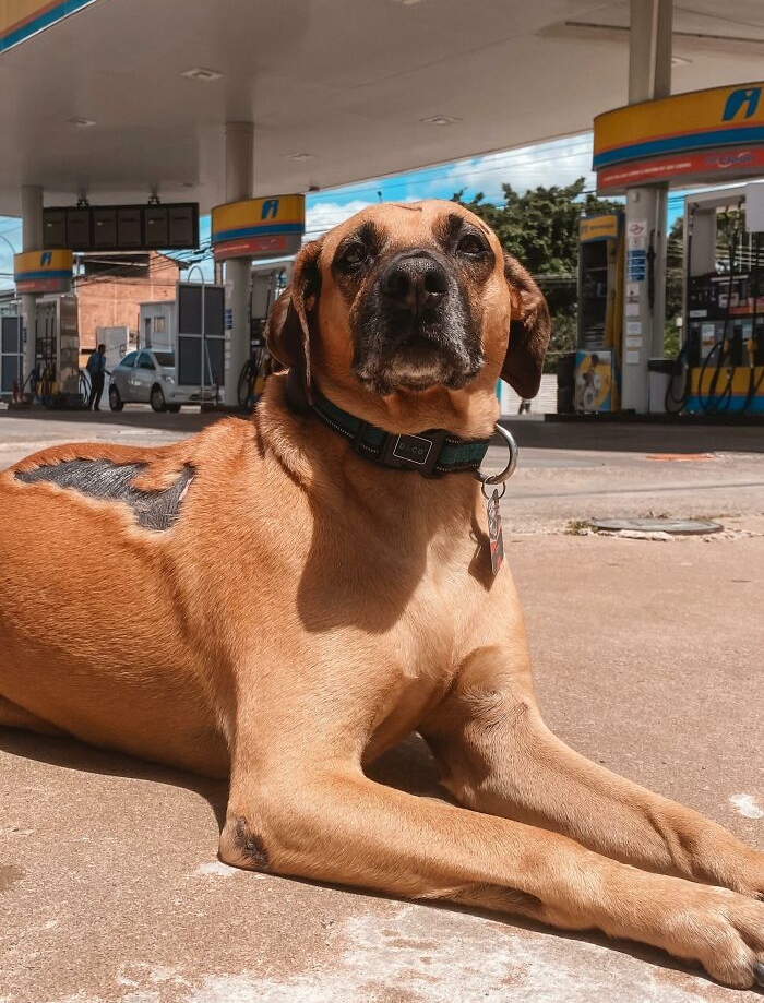 Brown dog with a collar lying at a gas station, symbolizing Matuê the hero saving hundreds of dogs. Brown dog with a collar lying at a gas station, symbolizing Matuê the hero saving hundreds of dogs.
