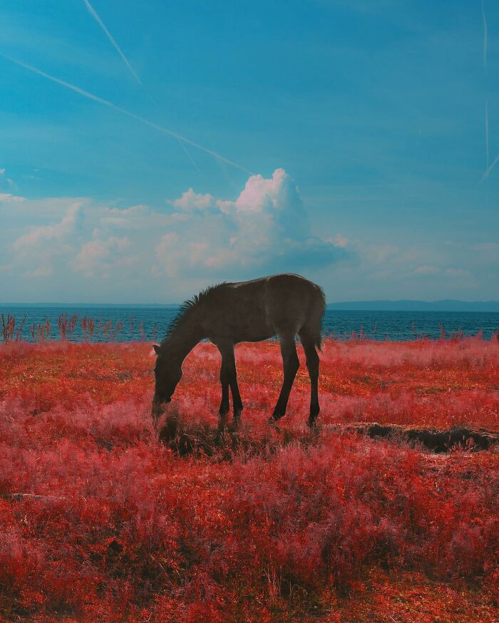 Dark horse grazing in a surreal red grass field by the ocean under a vibrant blue sky in creative photo manipulations