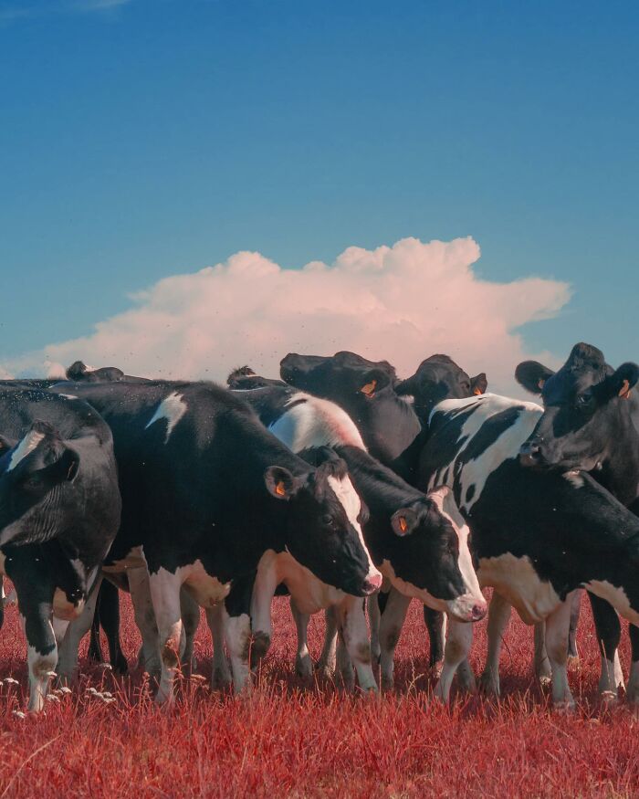 Herd of black and white cows standing on surreal red grass under a blue sky in creative photo manipulations.