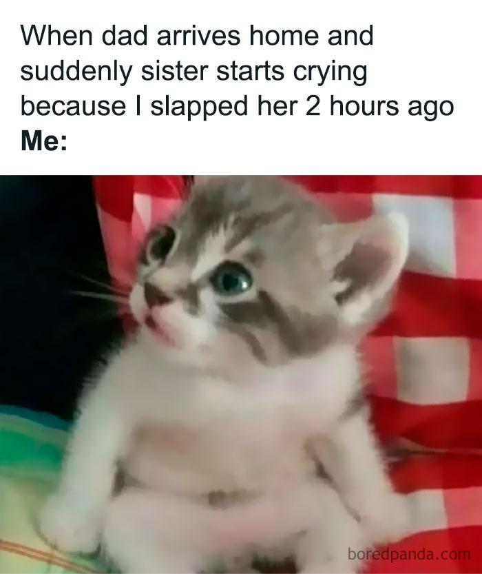 Sarcastic meme with a surprised kitten reacting to a sibling's sudden crying after being slapped hours ago.