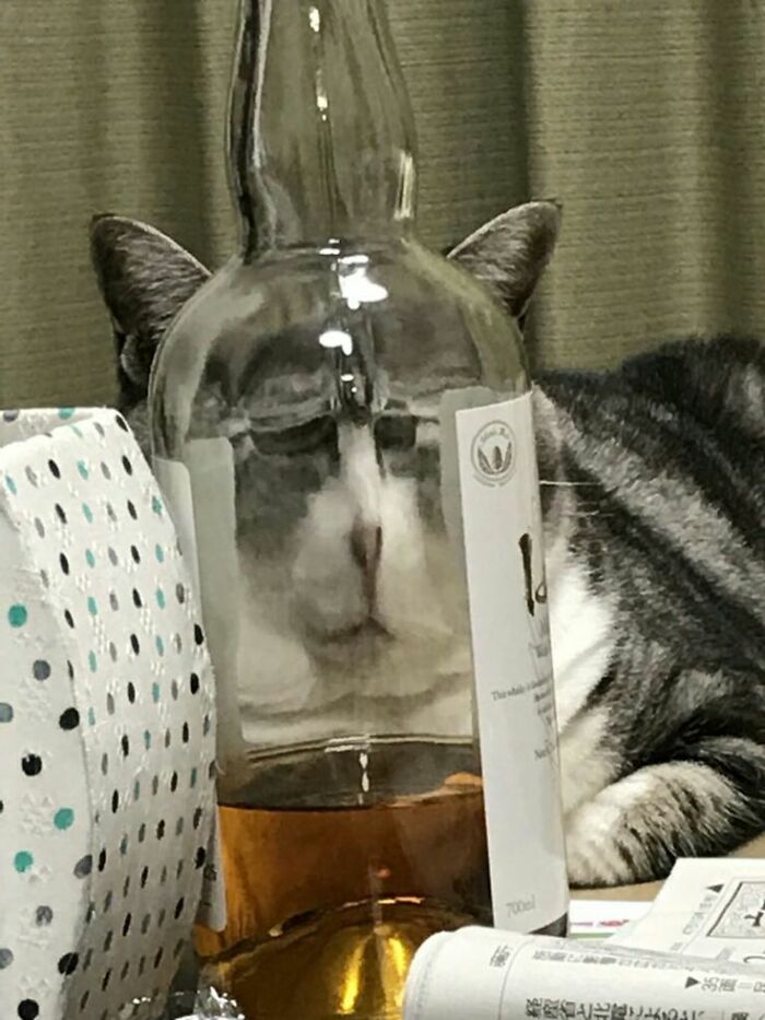 Cat face distorted and reflected through a clear bottle, creating a funny and heartwarming animal pic.