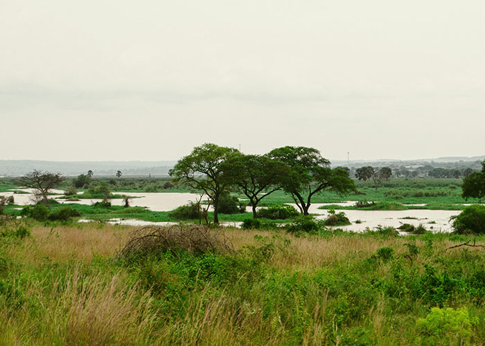 Lush green landscape with trees and water bodies, illustrating the diverse living conditions in home countries revealed by 65 people.