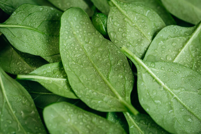 Close-up of fresh spinach leaves with water droplets, highlighting products requiring extra caution while cooking and eating.