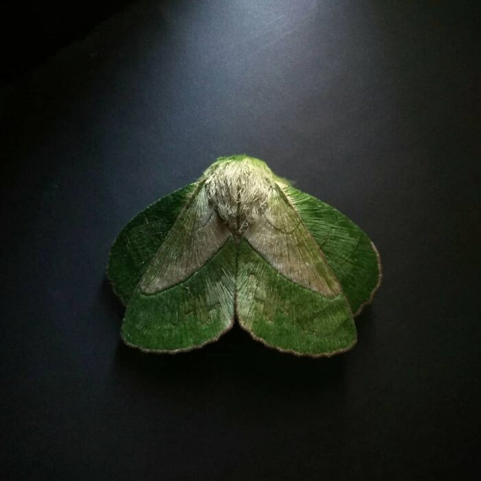 Green embroidered fiber moth with detailed stitching on dark background, showcasing delicate textile art and craftsmanship.