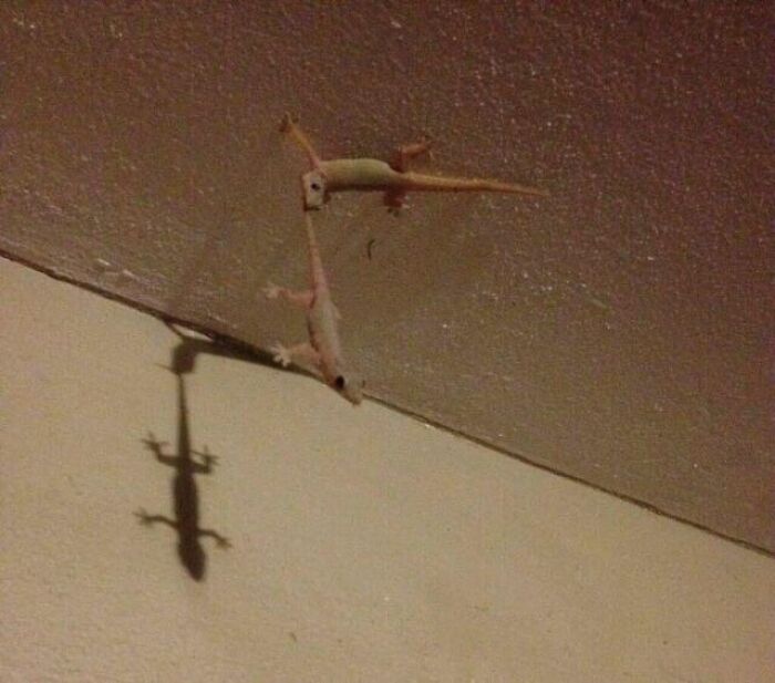Two lizards clinging to the ceiling with a shadow resembling a flying creature, a strange cursed image for a weird break.