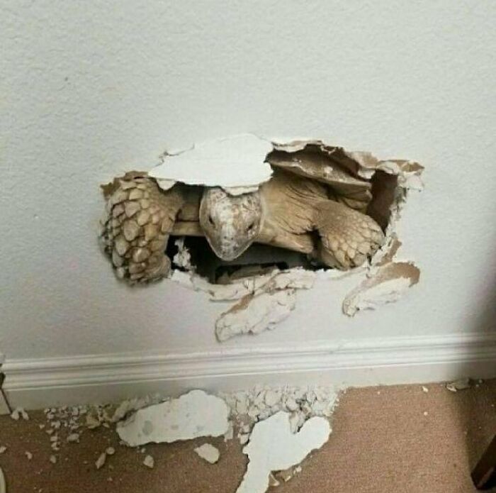 Turtle stuck inside a wall hole with broken drywall pieces on the floor, an unusual cursed image surprising viewers.