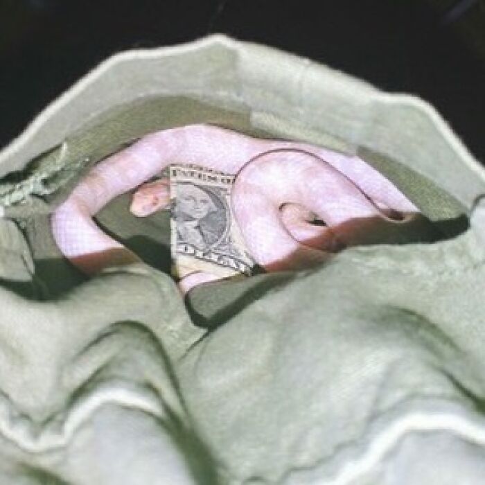 Pale pink snake curled around a dollar bill inside a green cloth bag in a cursed images collection.