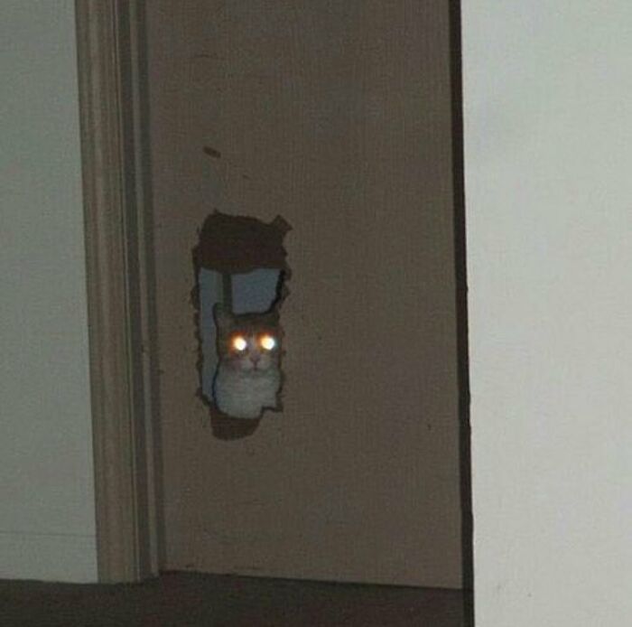 Cat with glowing eyes peering through a hole in the door, one of the cursed images for a weird brain break.
