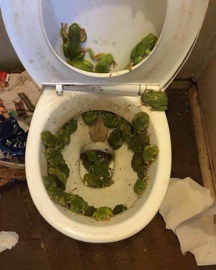 Dirty toilet filled with numerous green frogs, creating a cursed image that gives a weird and unsettling vibe.