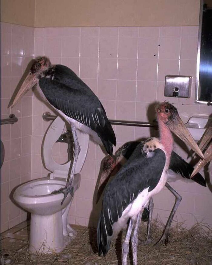 Three large marabou storks inside a bathroom with one standing on a toilet seat in a cursed image setting.
