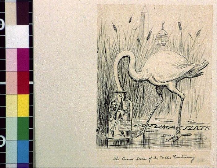 1800s cartoon depicting a flamingo with a bottle in a swamp setting illustrating historical social commentary.