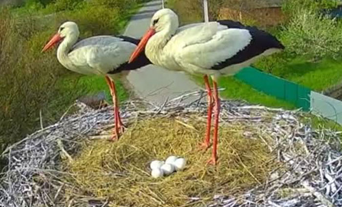 Internet Falls In Love With Ukrainian Storks Caught In A Relationship Scandal Internet Falls In Love With Ukrainian Storks Caught In A Relationship Scandal