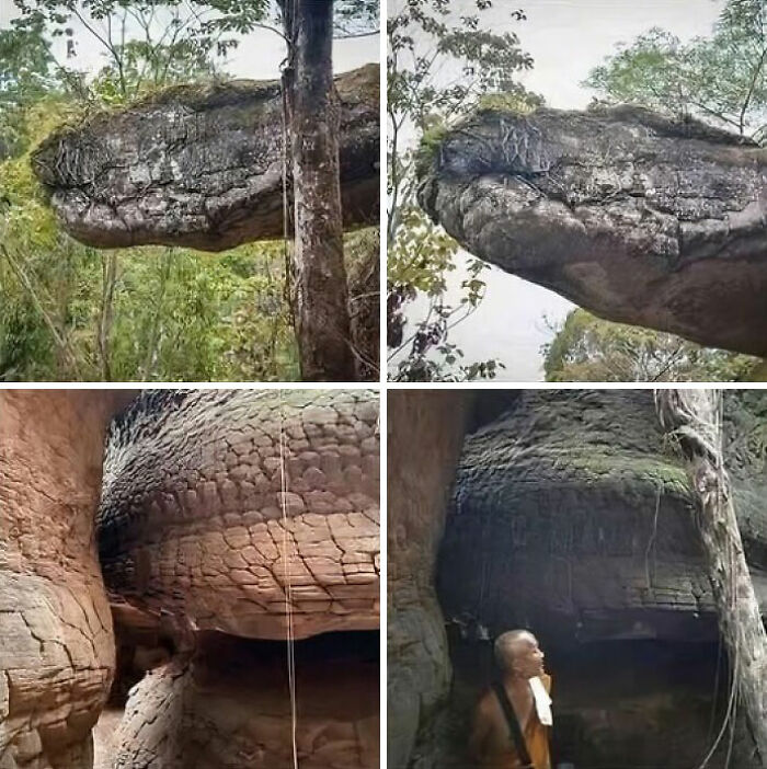 Rock formation resembling a crocodile head in a forest setting, featured in archaeology news and architecture pictures.