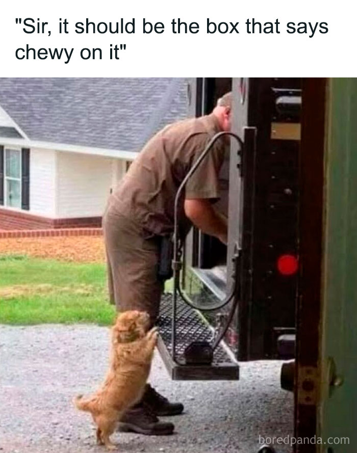 Delivery person unloading truck with small dog standing on hind legs, featured in funny memes to improve your day.