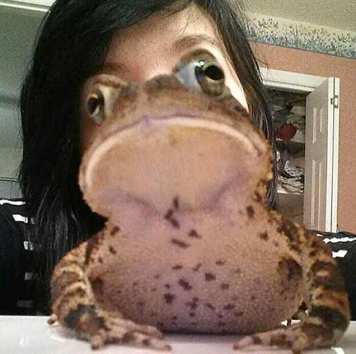 A close-up of a person partially hidden behind a large toad, creating a cursed image with a weird and unsettling effect.