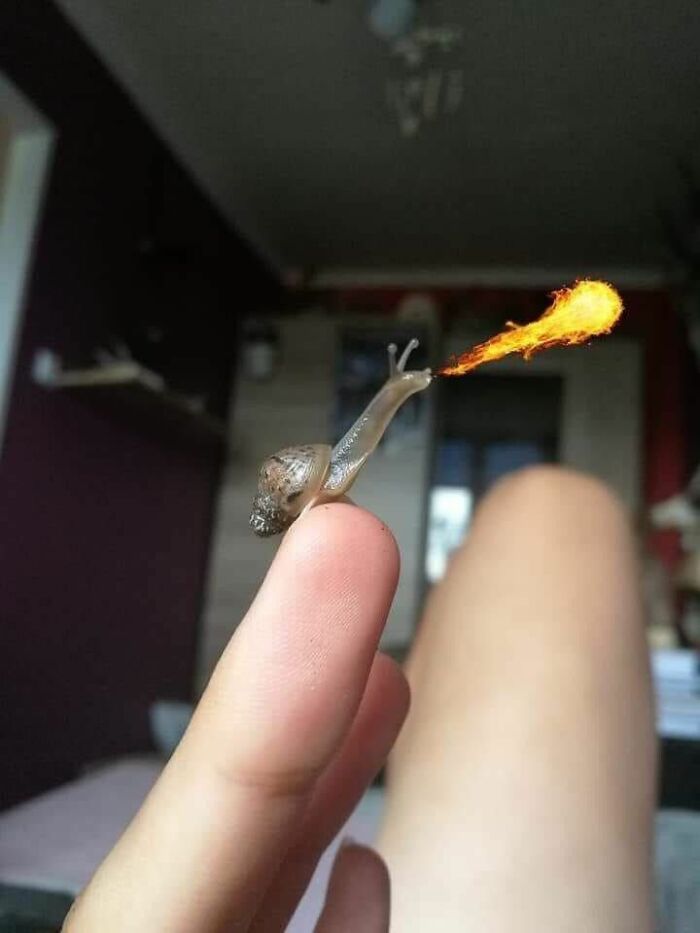 Tiny snail on a finger with digitally edited fire breath, a funny and heartwarming animal pic.