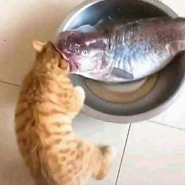 Cat lying next to a large fish in a bowl, showcasing a funny and heartwarming animal moment.