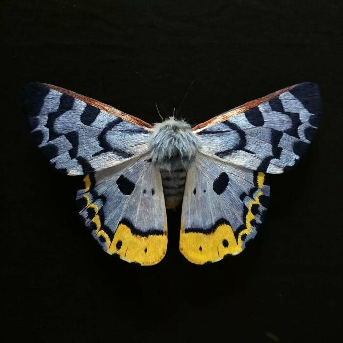 Embroidered fiber moth with detailed blue, yellow, and black patterns on wings against a black background.