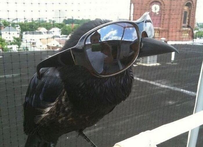 A black crow wearing oversized sunglasses perched on a rooftop, capturing a funny animal moment.
