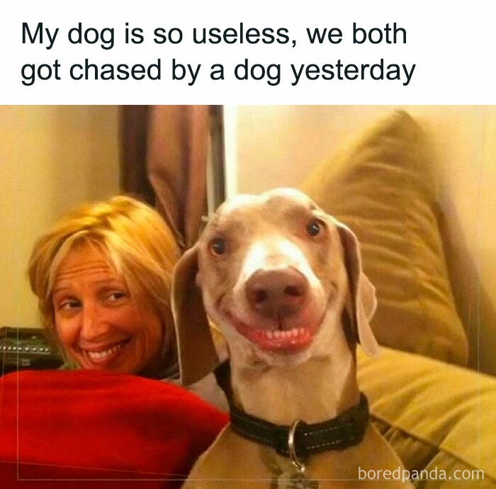 A humorous meme featuring a smiling dog and woman with text about a useless dog being chased by another dog.