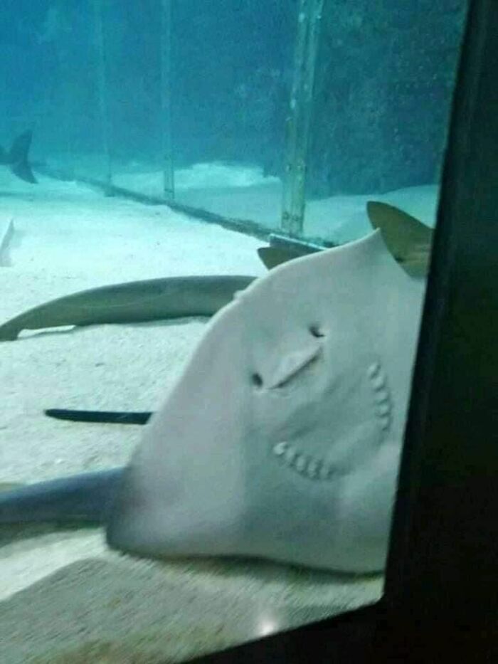 Friendly stingray resting on the aquarium glass, one of the animal pics sure to warm your heart and make you laugh.