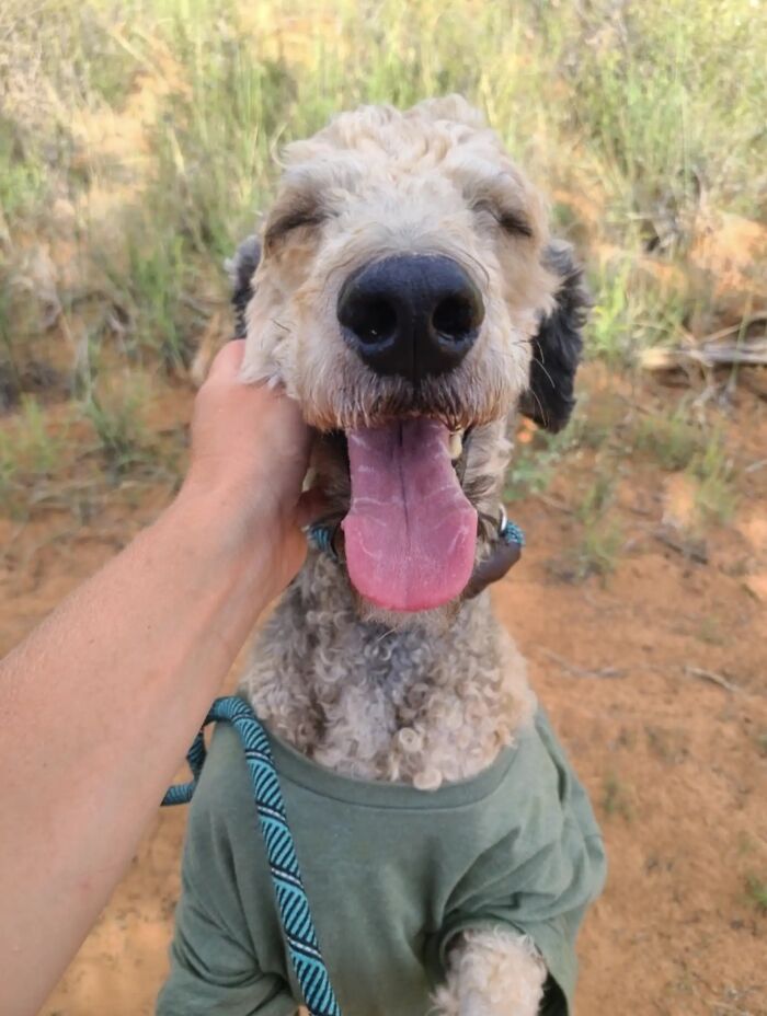 Happy poodle wearing a green shirt outdoors, showing the incredible transformation after grooming and care. Happy poodle wearing a green shirt outdoors, showing the incredible transformation after grooming and care.