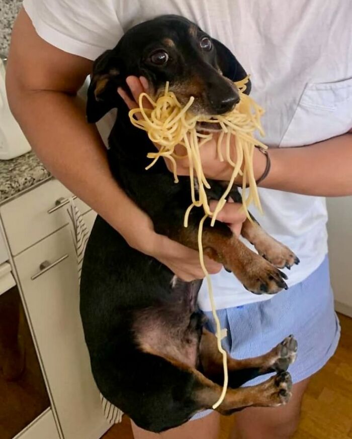 Dog holding spaghetti in its mouth being carried by a person in the kitchen, a funny animal pic that may warm your heart.