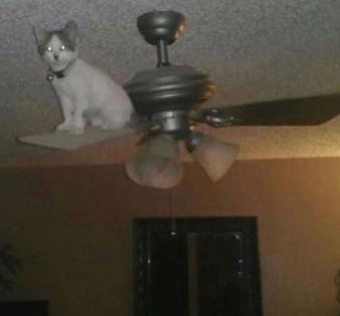 Cat perched on a ceiling fan blade in a dimly lit room, one of many animal pics that may warm your heart.