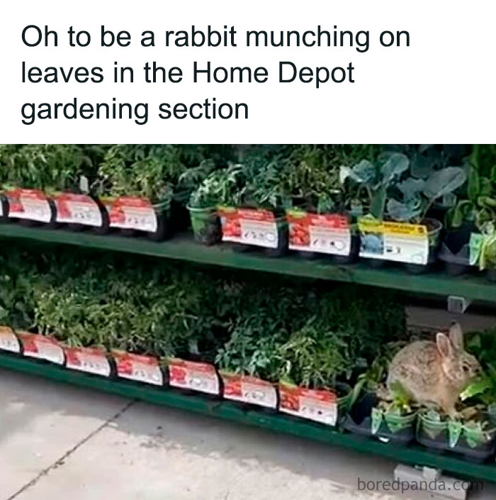 A rabbit munching on plants in the Home Depot gardening section in a funny meme from The Daily Laughs.