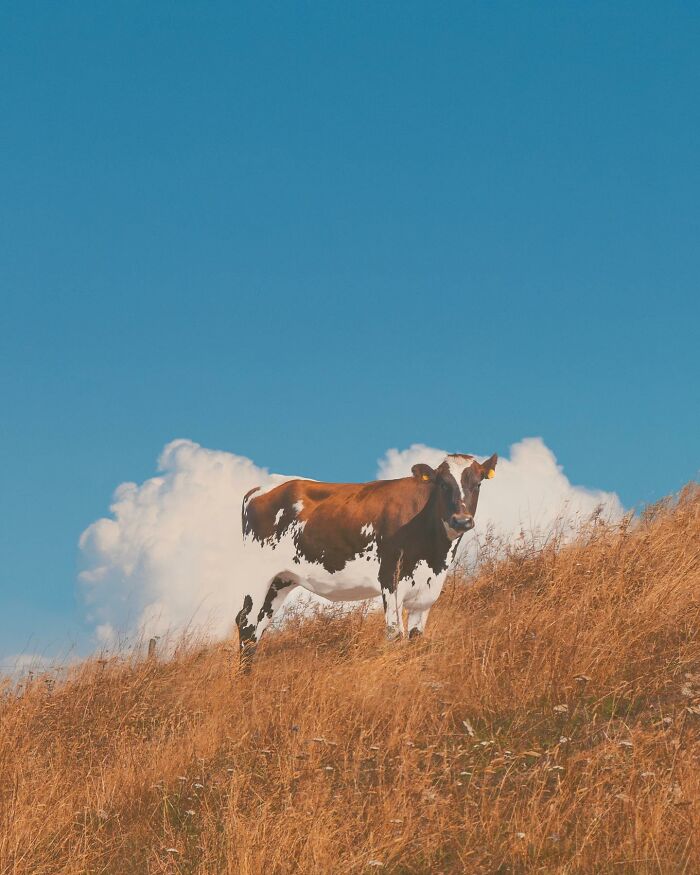 Creative photo manipulation showing a cow with parts of its body blending into the sky and clouds on a hillside.