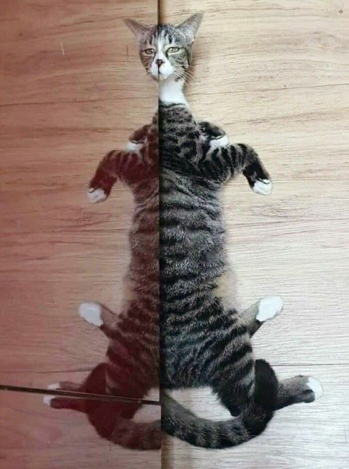 Tabby cat lying on wooden floor with reflection creating a mirrored image, one of the animal pics that may warm your heart.