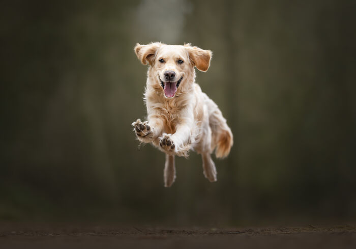 I'm A Dutch Dog Photographer, And These Are Some Of My Favorite Shots (37 Pics)