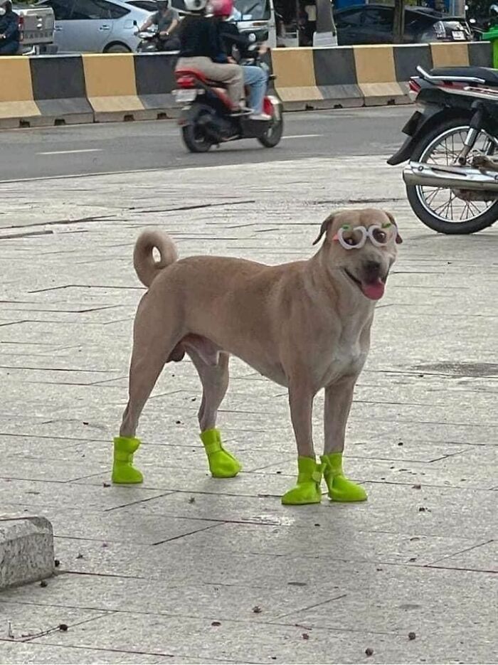 Dog wearing bright green boots and funny glasses standing on a city street in a humorous animal pics moment