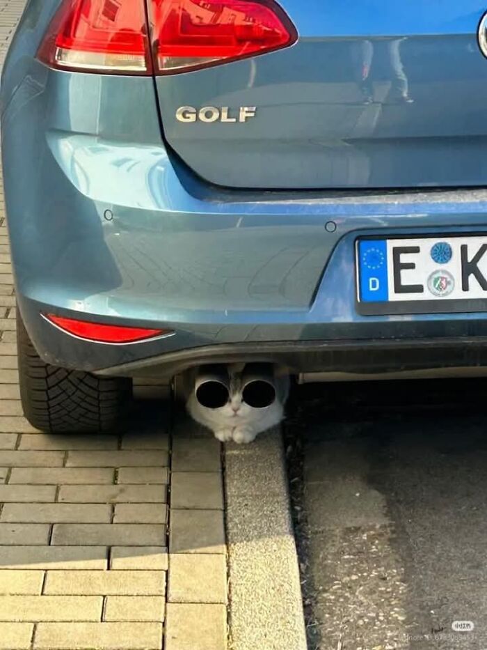 Cat peeking from under a car with exhaust pipes creating an illusion of sunglasses in funny animal pics.