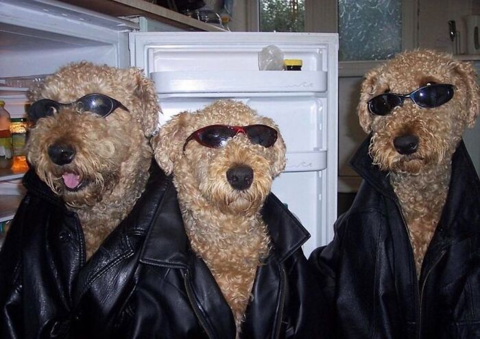 Three curly-haired dogs wearing leather jackets and sunglasses posing together in front of an open refrigerator.