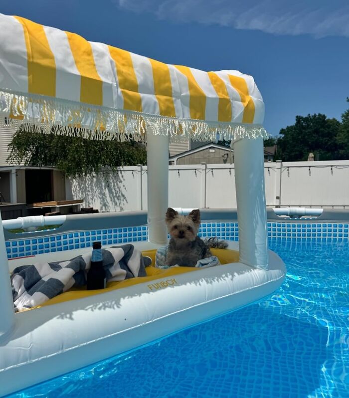 Small dog relaxing on a floating pool lounger with yellow striped canopy, a warm weather find for summer enjoyment.